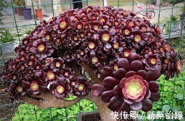 老桩|相见恨晚的多肉爆盆法,试一次爆一盆,赶紧用一用!