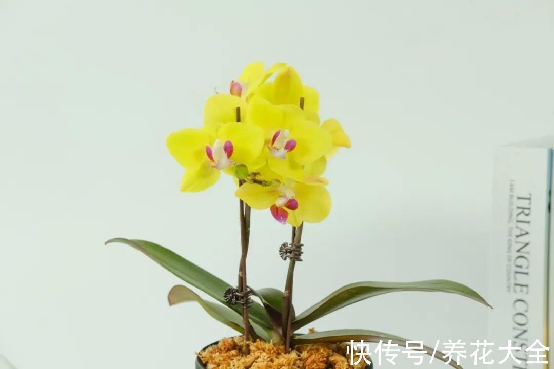 养花大棚倒闭,“贵货花”路边扔了一地,后悔没带个大麻袋