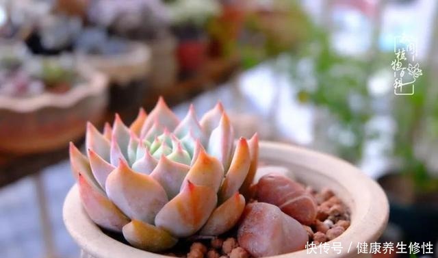 冬季,属于多肉的季节!养多肉的你喜欢冬天吗!