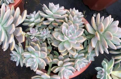 紫雾和淡雪不是同一种多肉,但它们都是胧月的孩子,而且非常好养