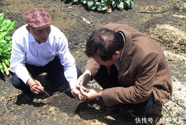 要来|非洲一盘白菜60元, 中国人来这开荒收获后, 当地人争相要来下地