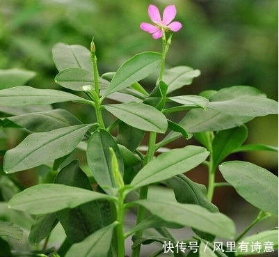药用价值|农村一种常见野草,被农民割来喂猪,殊不知是种珍贵“土人参”