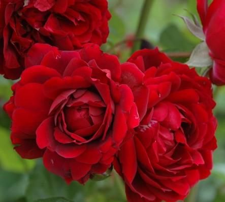  款花|漂亮像“假花”的3款花，花大色艳，香气浓郁，多季开花