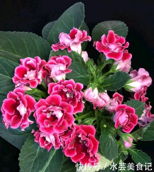 盛宴|家里放这8种花,简直是视觉的盛宴,带给你的感受也是不一般