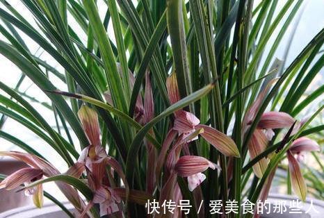 浇水|兰花不开花,抓住2个关键点,喂上2种水,根壮芽多,花量翻倍