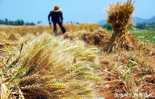 古人讲“过了夏至节，夫妻各自歇”，啥意思农村人才懂的俗语