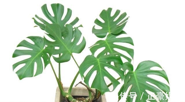 淋淋雨|7种花夏天爱淋雨,越淋长得越欢,多淋几次,肥料都省了