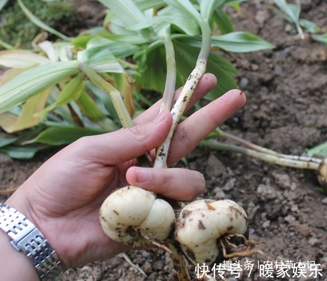 植物|农村遇见“它”,请保护好,野生的很珍贵,目前980元一斤