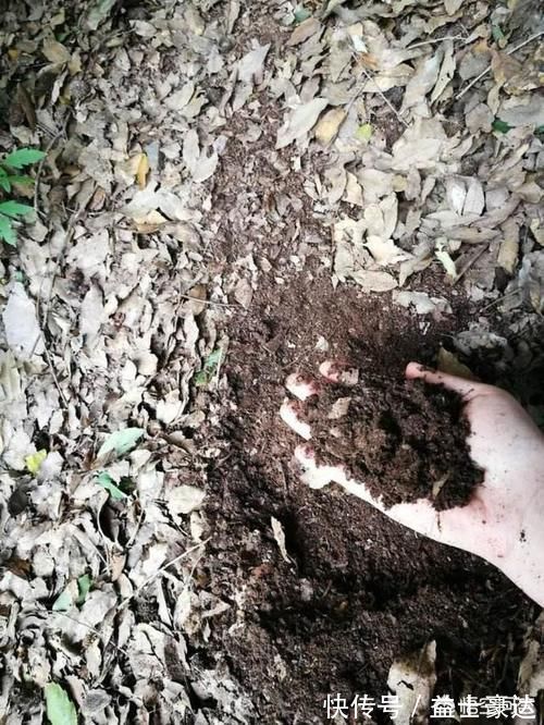 替代|君子兰营养土放哪种叶子可替代橡树叶？