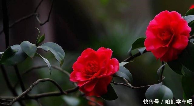 家有一小院,定要养棵“它”,树态峭立,花色艳丽,比桃花要好!