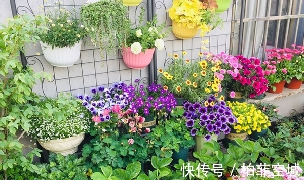 盆栽土不够透气,是因为植物上盆前少做了这一步:填充它们