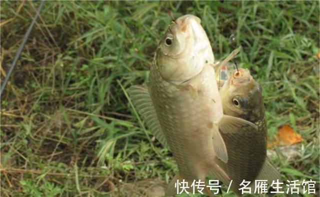 漂相|钓鲫鱼的调漂方法：以不灵不钝为基础，在这个基础上微调找口