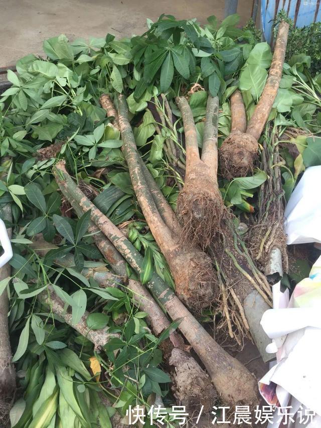 吊兰|出门最容易“捡到”的5种花，拿回家剪几刀，不花钱成好看盆栽