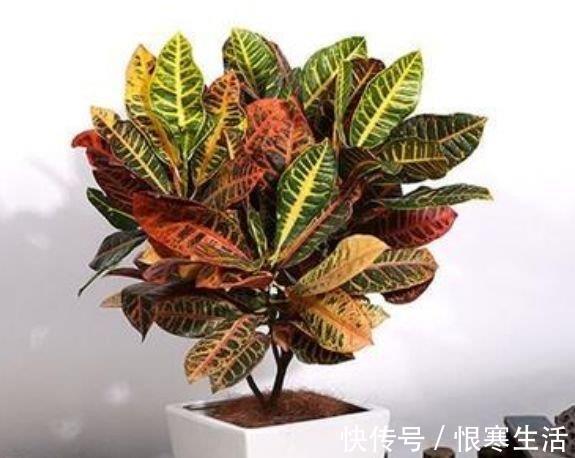 此花超漂亮，沾土就活，比牡丹还美，年年开花美翻