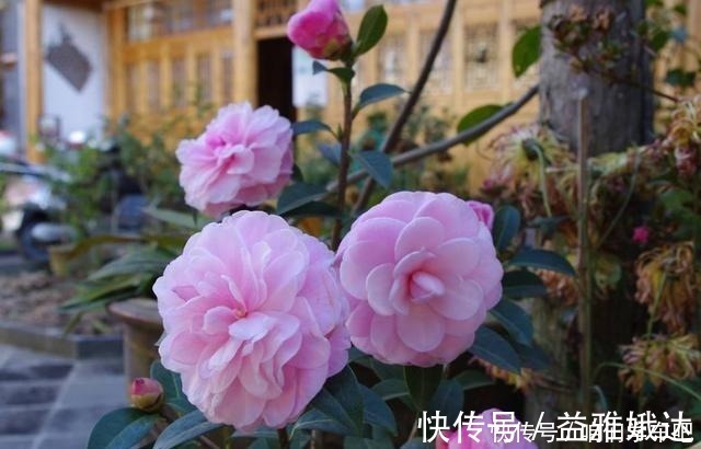 山茶科|家有一小院，定要养棵“它”，树态峭立，花色艳丽，比桃花要好！