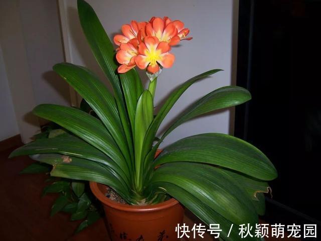 盆栽|为什么盆栽君子兰长势不佳?找准这3方面原因,叶片突突长不停