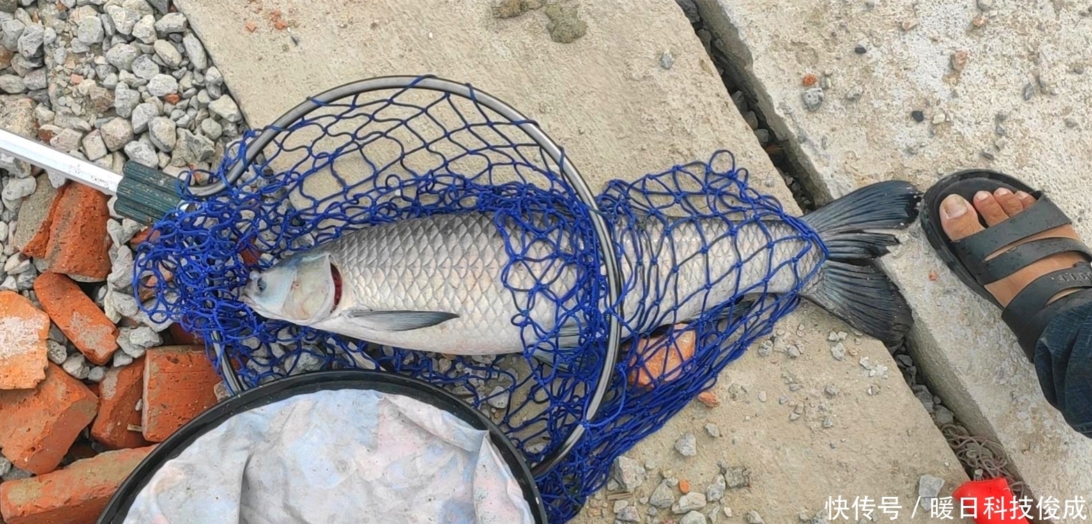 钓鱼|黑坑“偷驴”!无锡钓友150元钓了11条青鱼,鱼塘老板心态崩了