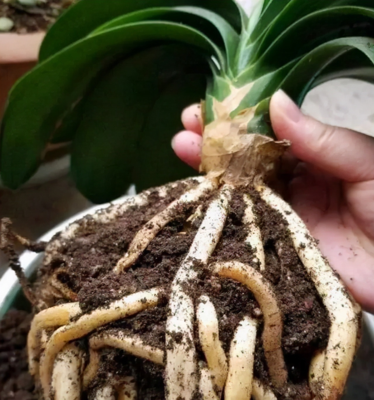 立秋后，3种花要及时“翻盆”，不然影响“生长”和开花