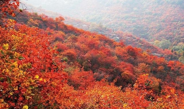 红叶|河南四个最红的景区，景美免门票，一个月内有效