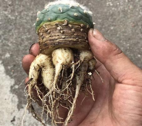 春天养护多肉植物，把根系修剪一下，重新种植后，叶片变肥厚！