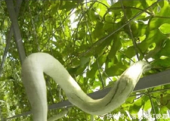 植物|奇闻:自然界的新物种,动物的身体,植物的“内脏”,你们见过吗