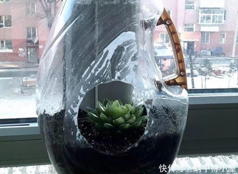 多肉植物|天热养多肉，学会“复制粘贴”，一片叶子一株苗，越来越多