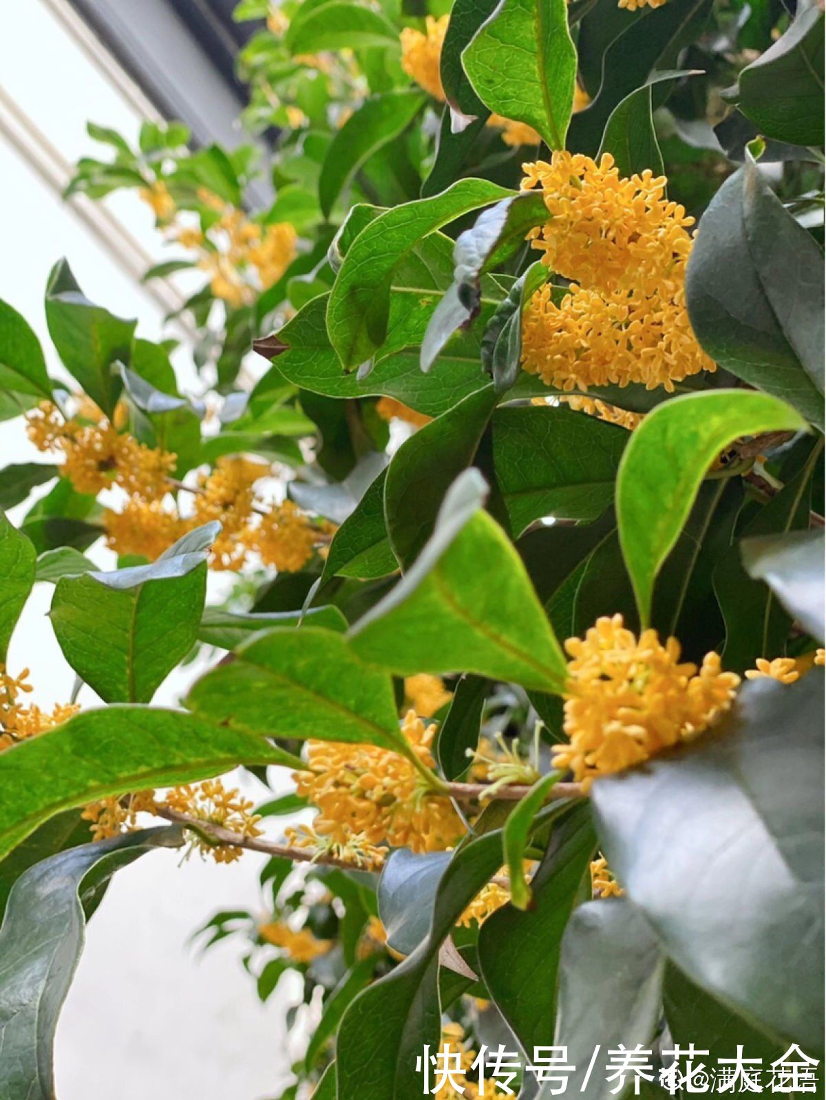 金银花|老中医爱养的4种花,堪称植物“百宝箱”,养人养身心