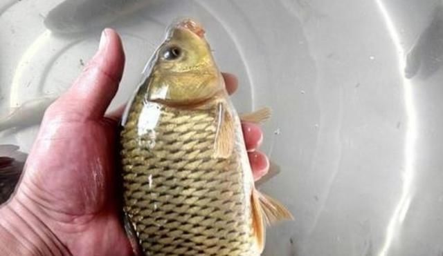 鲤鱼越大越狡猾还好我有“特效饵”,每钓一次都很知足,莫忽视