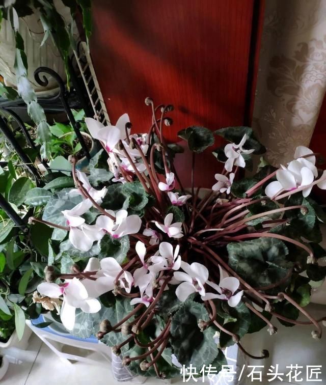 冬天养仙客来，容易遇到“3个问题”，用1分钟就能解决