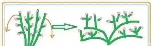 修剪|养花要“七分管、三分剪”，花卉如何修剪你一定要懂