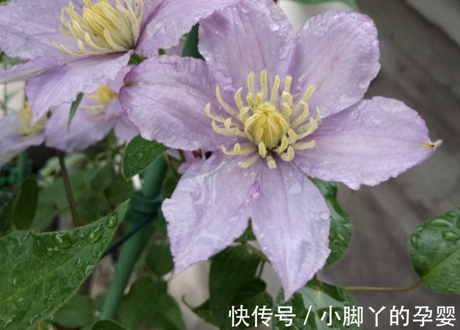 花草盆栽过冬难,该怎么办?从这3个方面下手,先养根