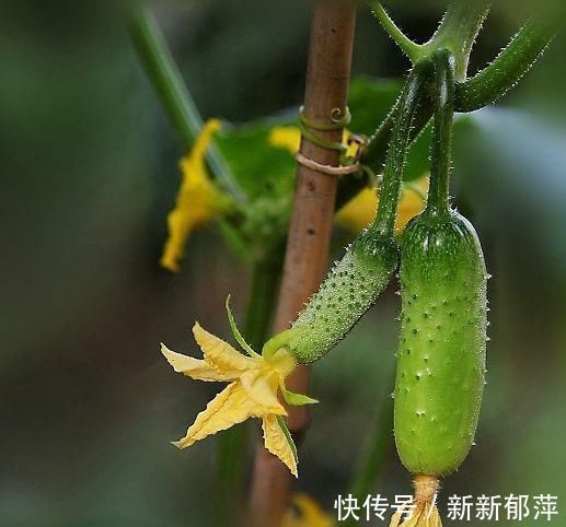 豌豆涼粉|女性想要不顯老，常吃三種食物，排毒養顏，清腸減肥，去皺抗斑