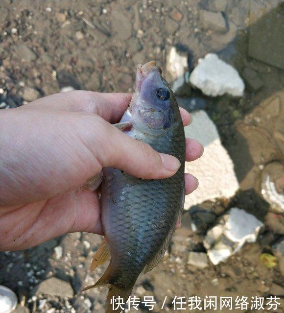 广东钓友,珠江钓起许多“彩鲤”,这是珠江里特有的极品鲤鱼