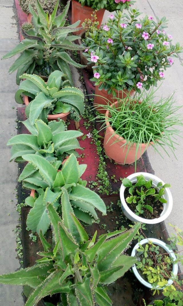 一大|这些神奇的花,掐个叶片就发芽,眨眼就是一大盆,开花特漂亮