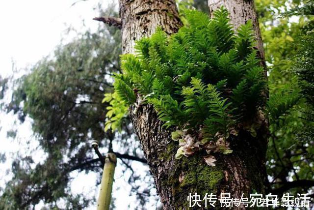 采摘|这种野草很珍贵,喜欢附大树上生长,现在很少见人称“槲蕨”