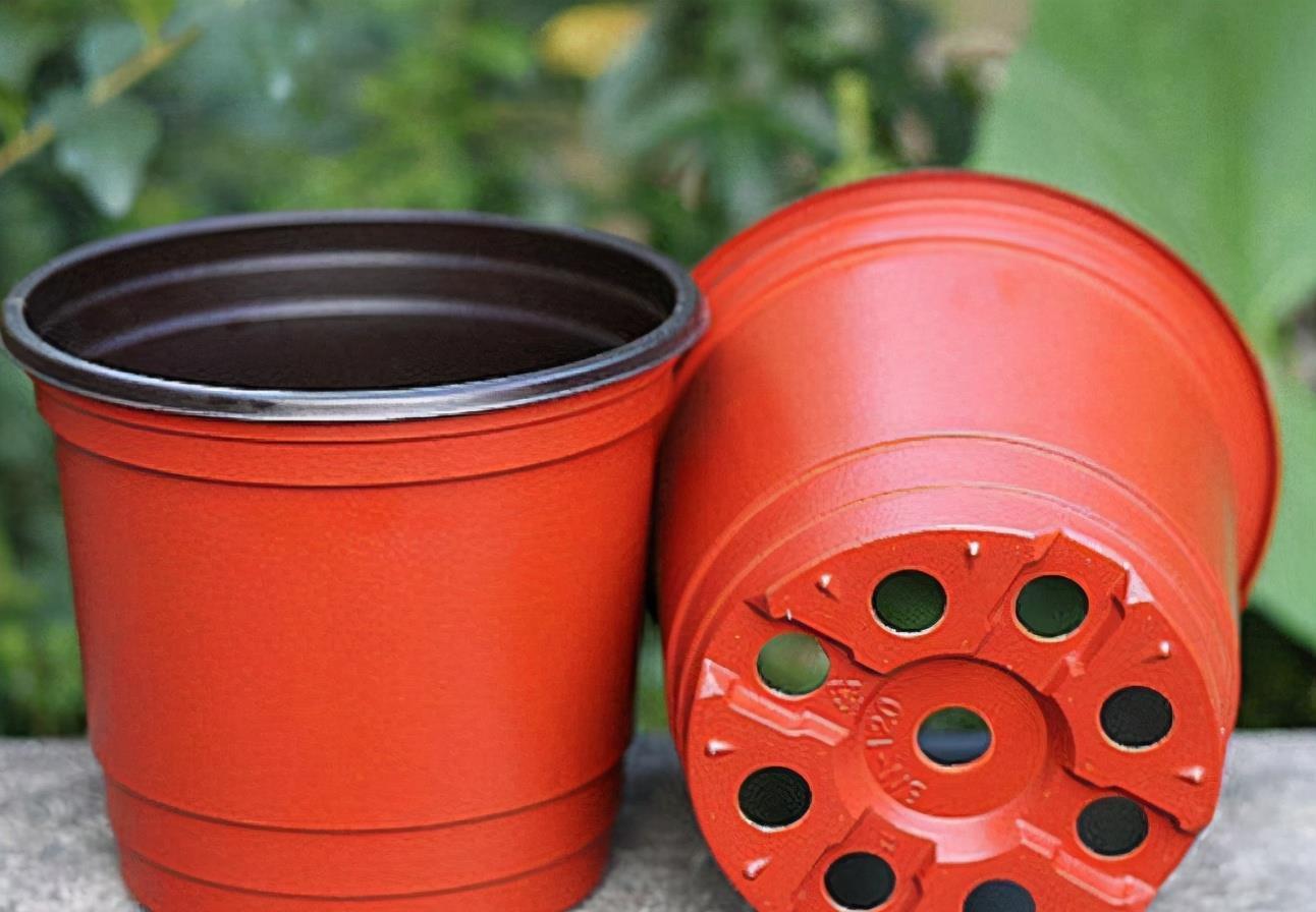 养花选“盆”别乱凑合,选对、选错差别很大,结局不一样