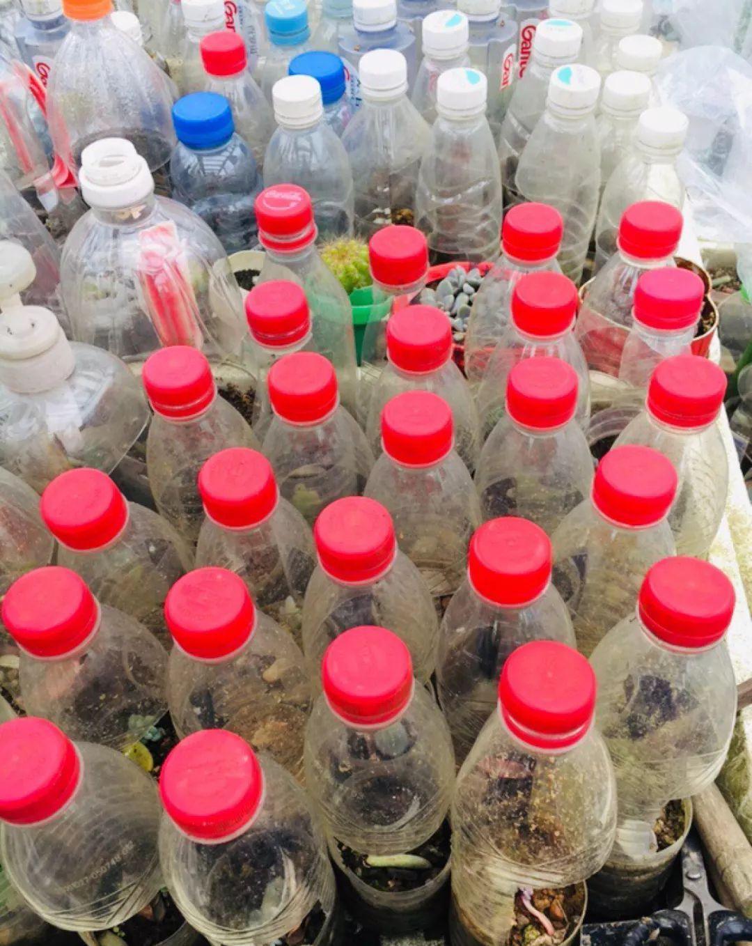 冬天扦插,用了这3种神器,成活率100%