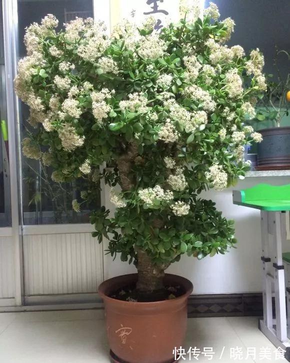 龟背竹|5种“大盆花”适合养客厅,旺家有格调,吉祥好养,易成“老桩”