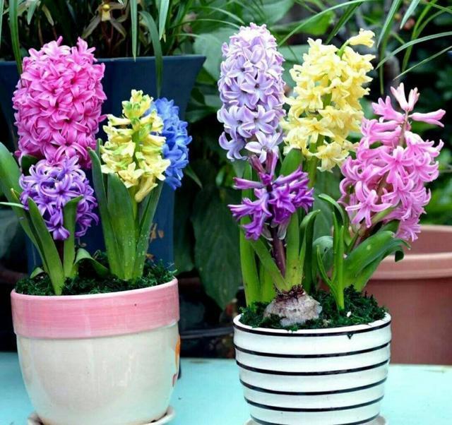 啤酒水淘米水浇花,关键“1步”不能少,否则变成养花“夺命水”