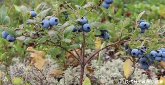 饭子|农村这野果有个外号叫“野蓝莓”,人们都爱吃,但却不知其功效!