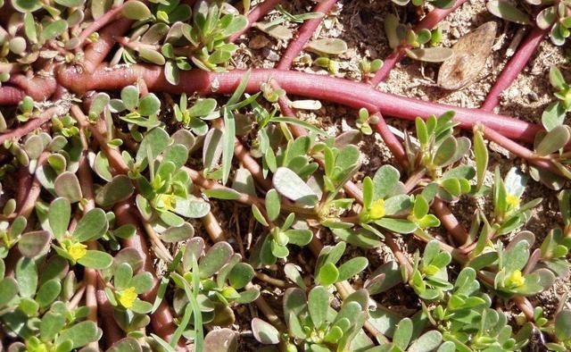 真正懂花的人，都会养这3种花，爆盆快寓意好还能养人