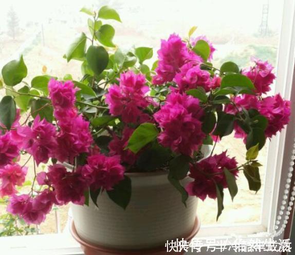 三角梅这些品种最勤花，一年四季开不停，花多得不见叶！