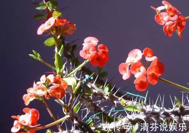 湿润|想要常年都能看见绿植开花,那就养这几种吧,花期超长!