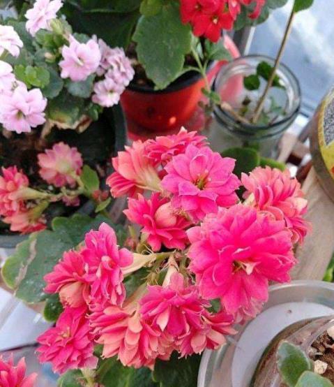 养分|想要长寿花花开不断?4个要点要谨记,不然花苞掉落还黄叶