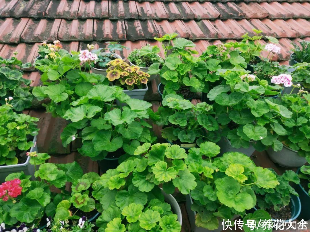 蟹爪兰|立秋后，7种花要“苏醒”，可以放手养了
