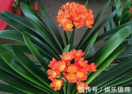 君子兰怎么换盆教你3个小步骤,换盆后长势旺盛开花多