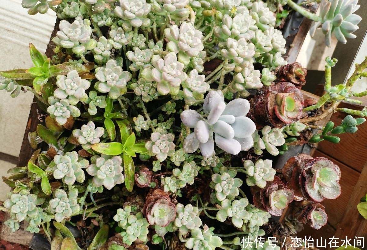 多肉不想“夏必死”,现在就要做准备,不然夏天只剩下空盆
