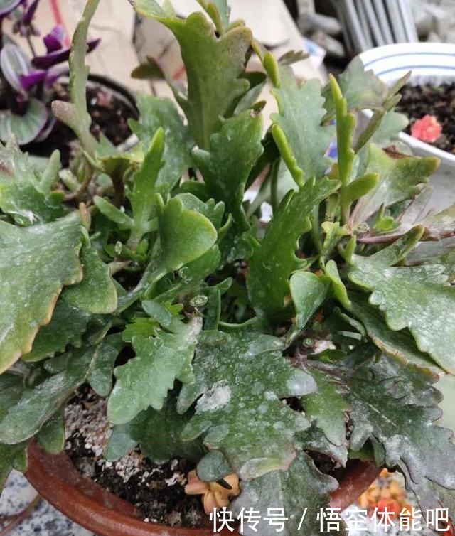 花一变这样，就是休眠了，赶紧换个地方养！花一变这样，就是休眠了，赶紧换个地方养！