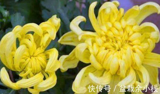 冬病夏治|养生要常吃以下3种食物，滋养肌肤，预防近视，提高免疫力