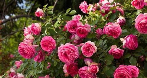  长势|漂亮花都是“急性子”，火急火燎冒花苞，长势旺，开了一茬又一茬